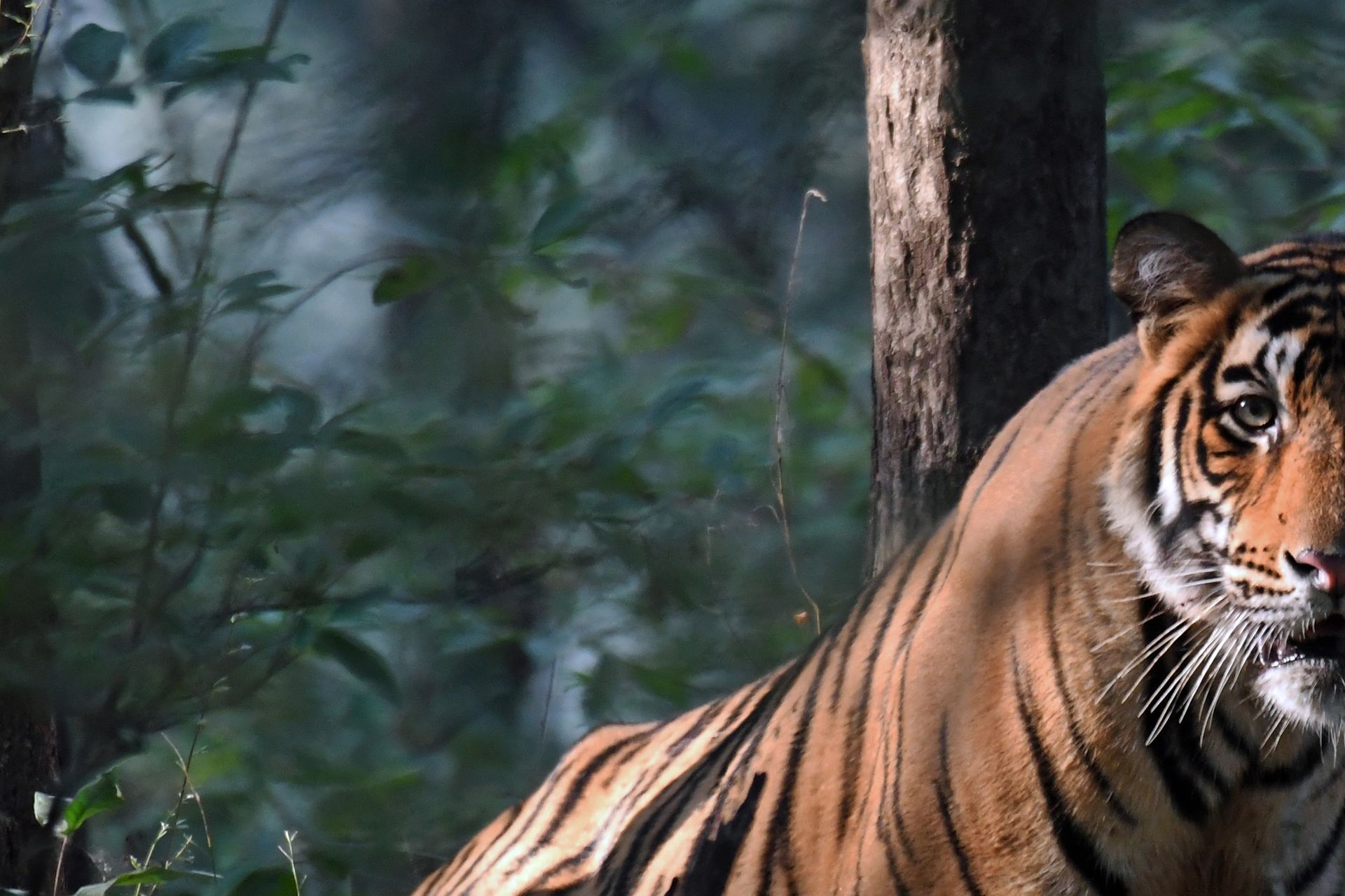 Tigersafari Indien med Swed-Asia Travels